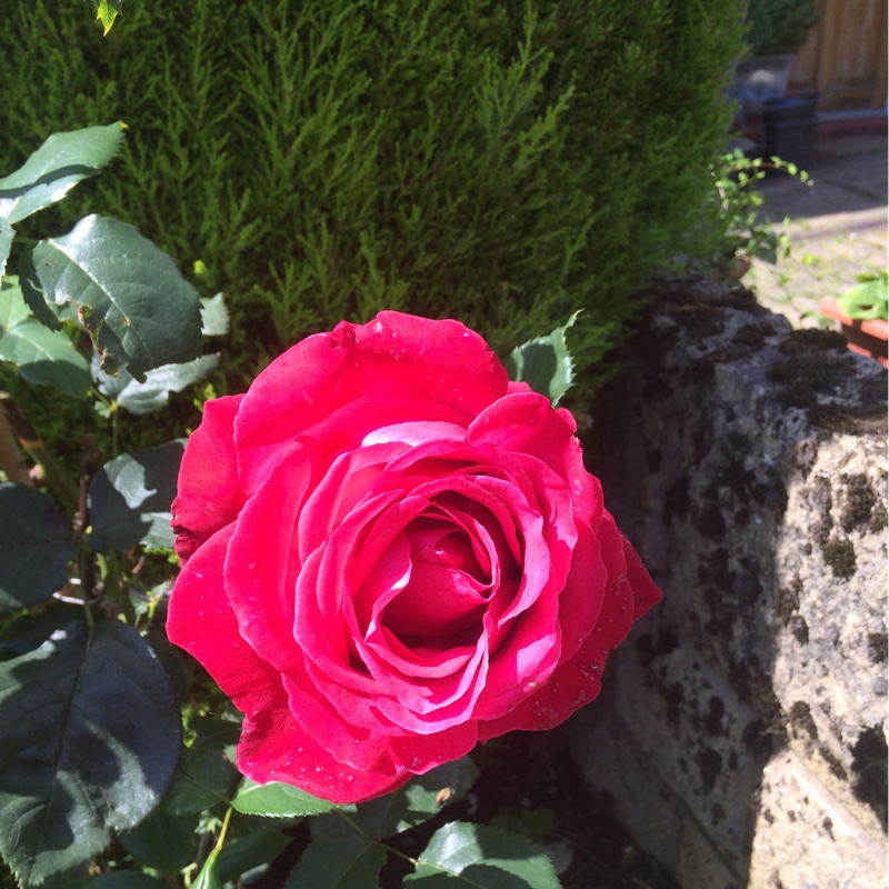 Susan's garden