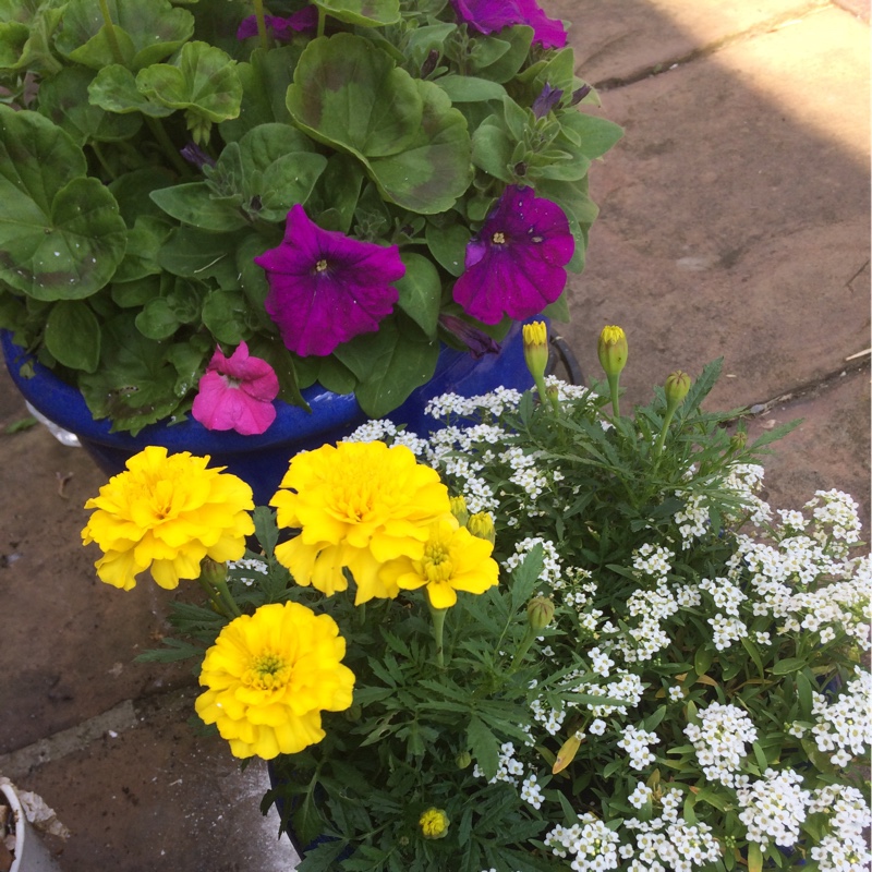 Susan's garden