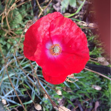 Susan's garden