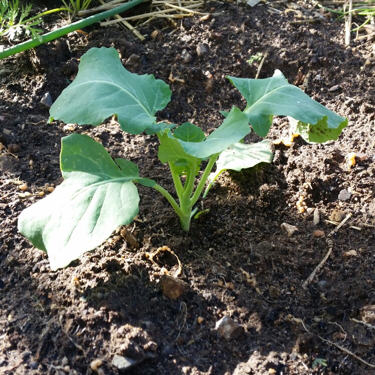 Plant image Brassica Oleracea var. Italica 'Autumn Spear'