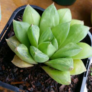 Haworthia Cuspidata