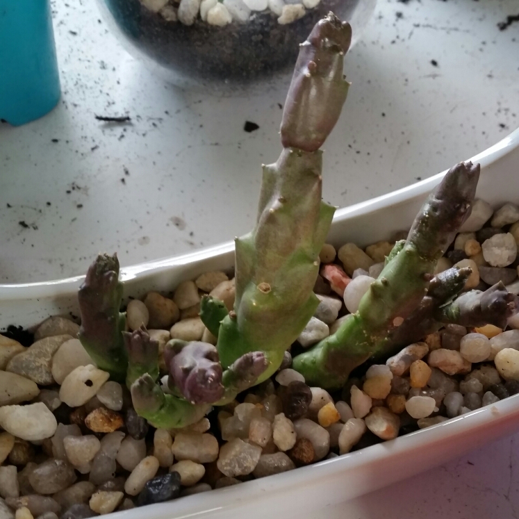 plant image 204633