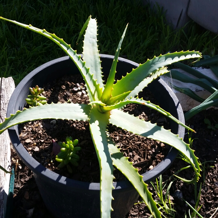 Plant image Aloe Spinosissima