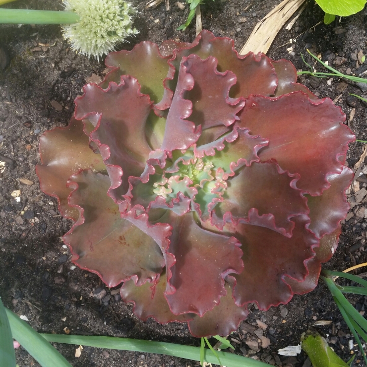 Plant image Echeveria Shaviana Pink Frills