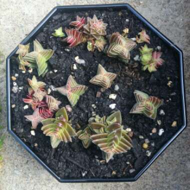 Crassula Kimnachi