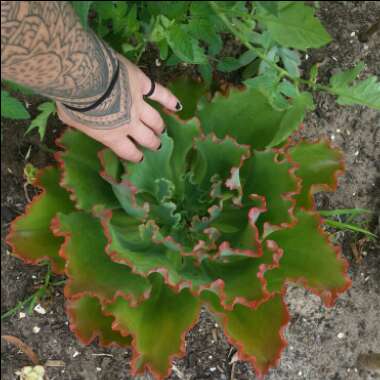 Echeveria Shaviana Pink Frills