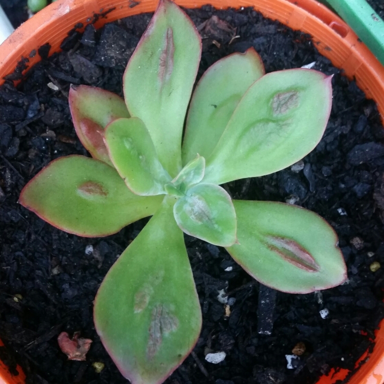 plant image 306729 plant image 306729