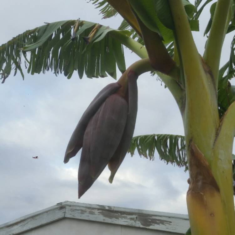 Plant image Musa acuminata