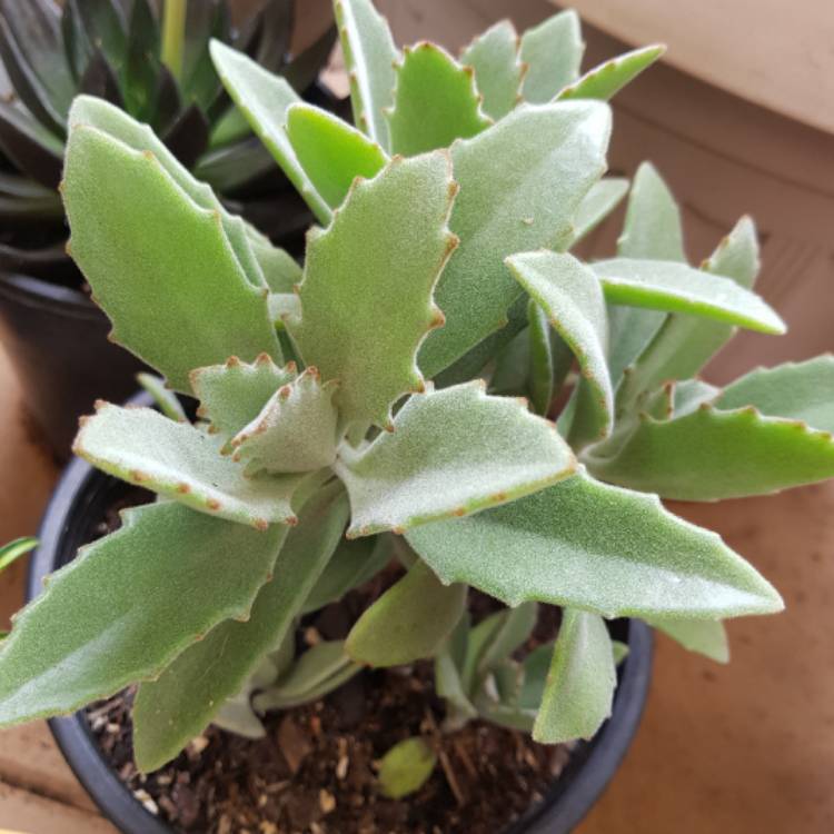 Plant image Kalanchoe Beharti