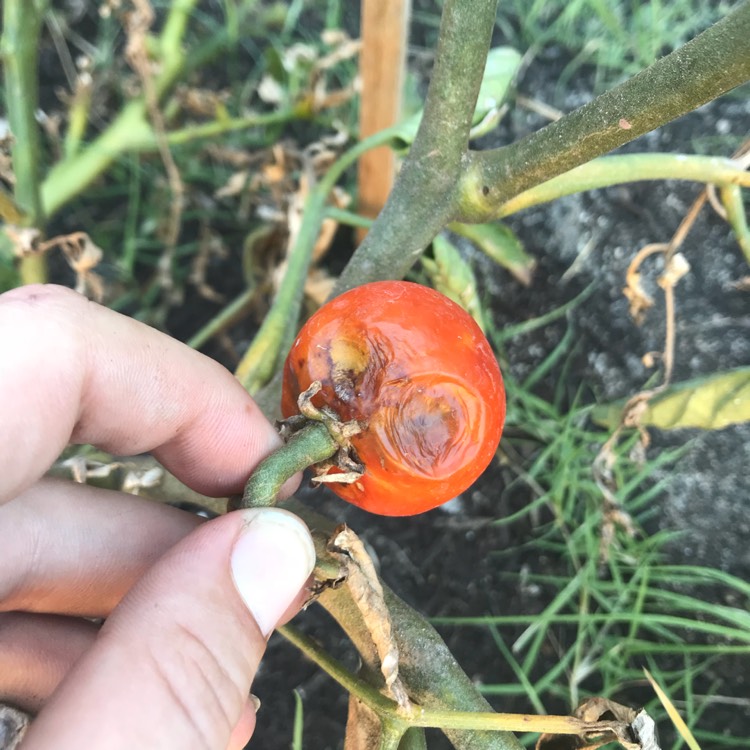 plant image 626539