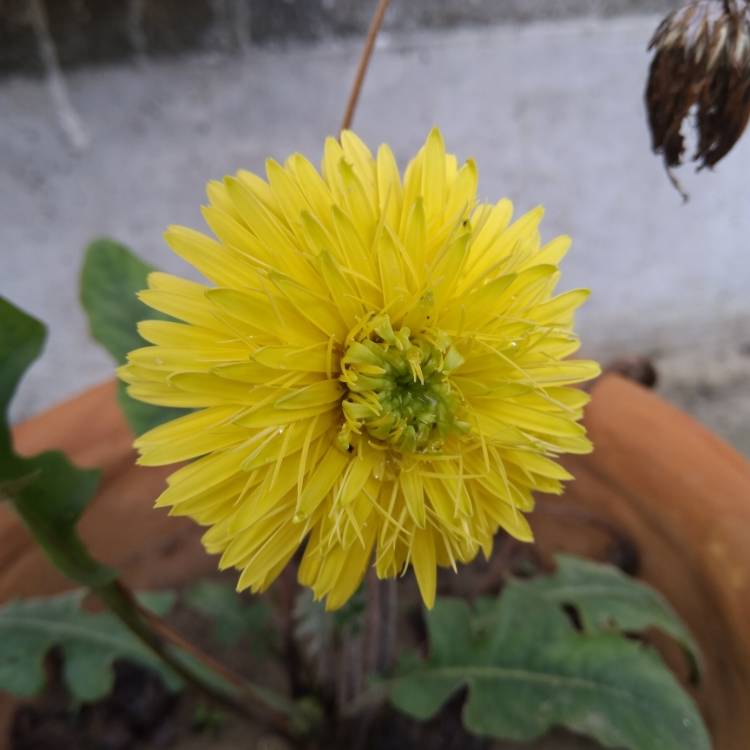 Plant image Gerbera garvinea 'Sweet Honey'