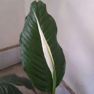 Spathiphyllum wallisii