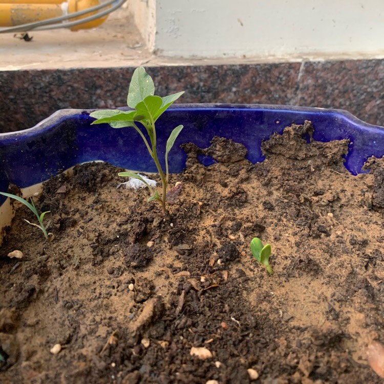 plant image 1477307