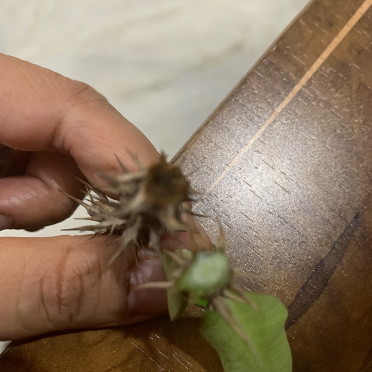 plant image 1500672