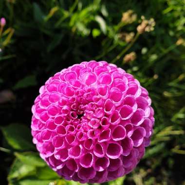 Paula's garden