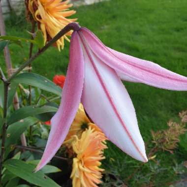 Paula's garden