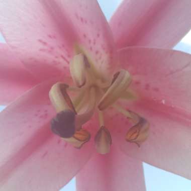 Paula's garden