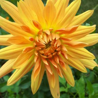 Paula's garden