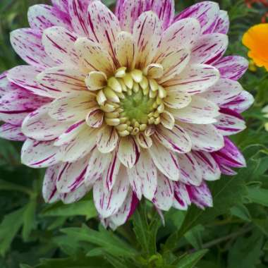 Paula's garden