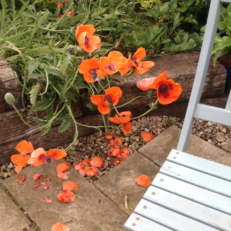 Oriental Poppy