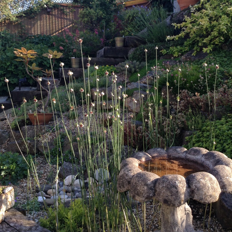 Tony-and's garden