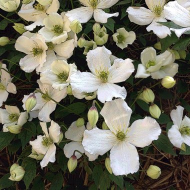 Clematis Montana 'Elizabeth'