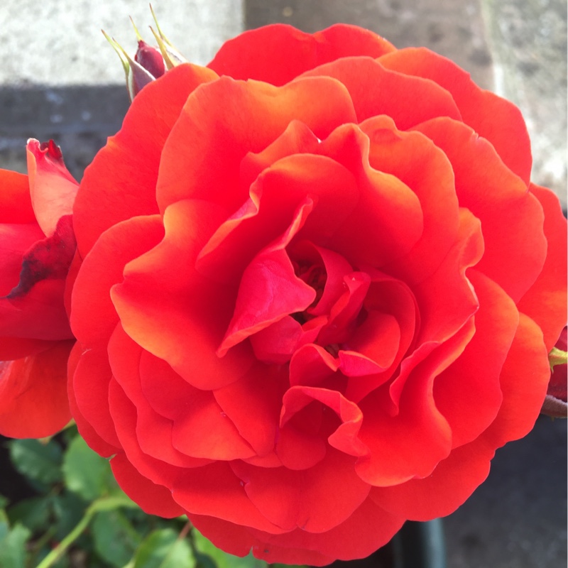 Plant image Rosa 'Trumpeter'