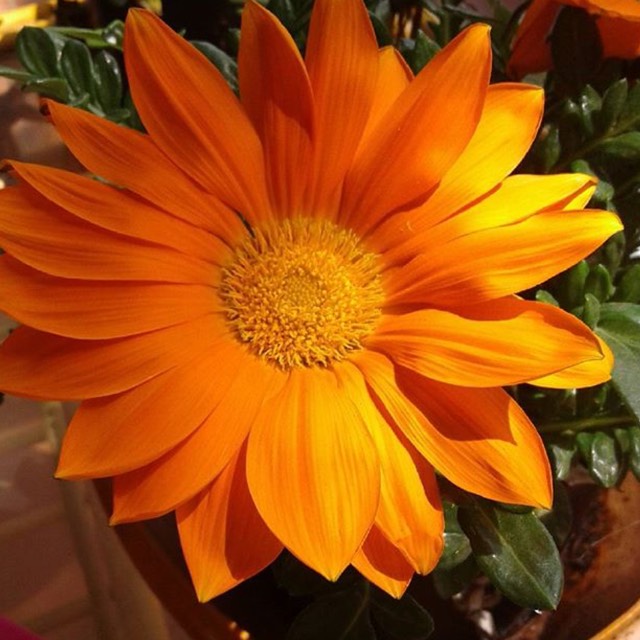 Plant image Gazania krebsiana 'Hantamberg Orange'