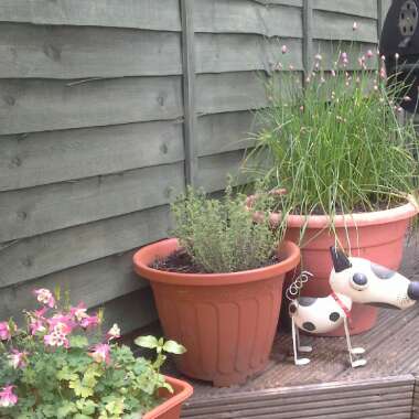 Naomi's garden