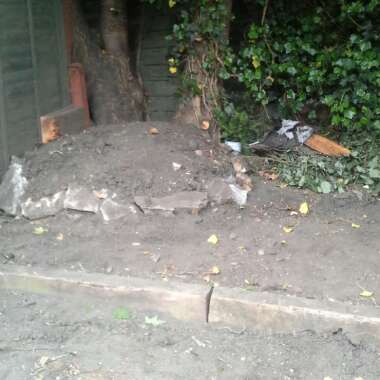 Naomi's garden