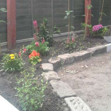 Naomi's garden