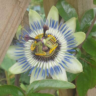 Naomi's garden