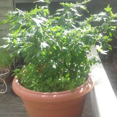 Native Hibiscus