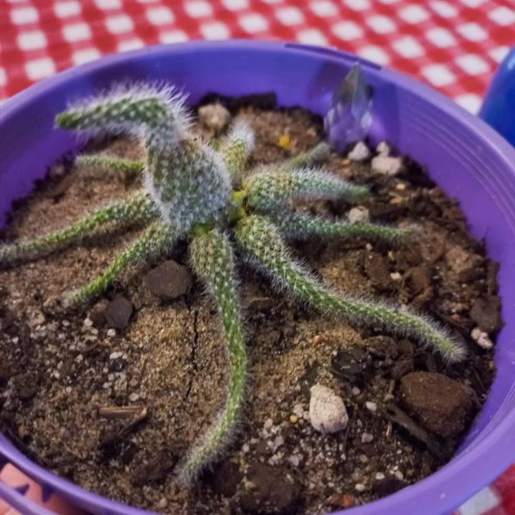 plant image 1537952