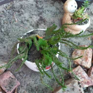 Euphorbia Flanaganii