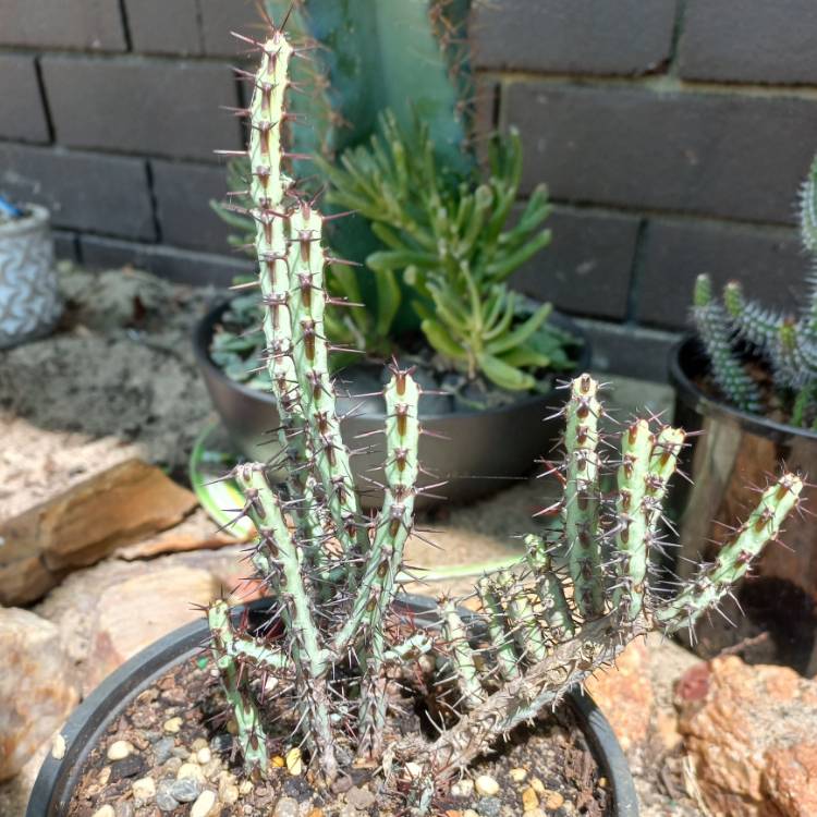 plant image 1539469 plant image 1539469