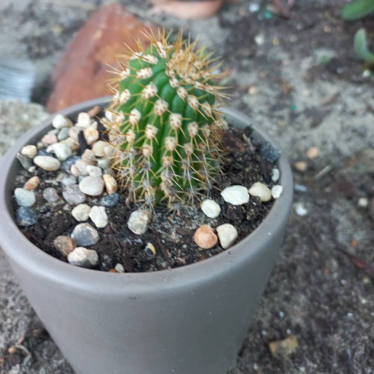 plant image 1539926