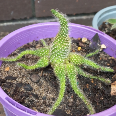 plant image 1544829