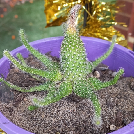 plant image 1551511