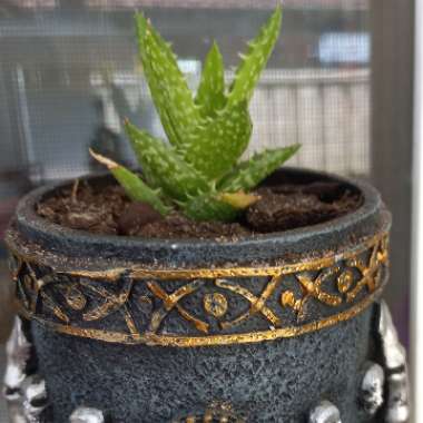 Aloe