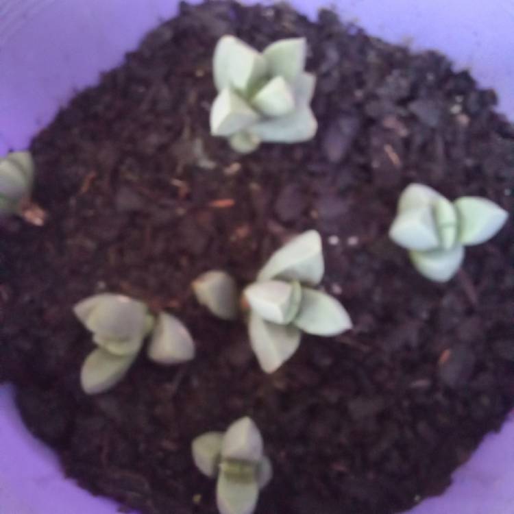 plant image 1555228 plant image 1555228