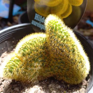 Mammillaria elongata 'Cristata'