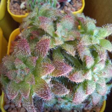 Crassula Setulosa v. Setulosa