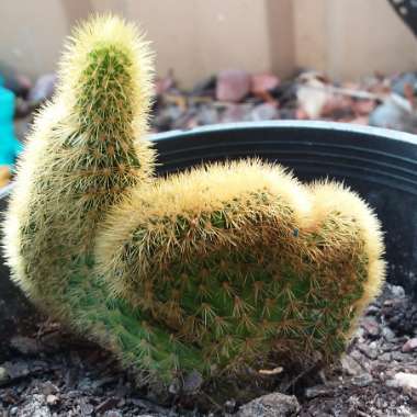 Mammillaria elongata 'Cristata'