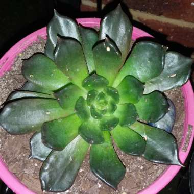 Echeveria Black Prince