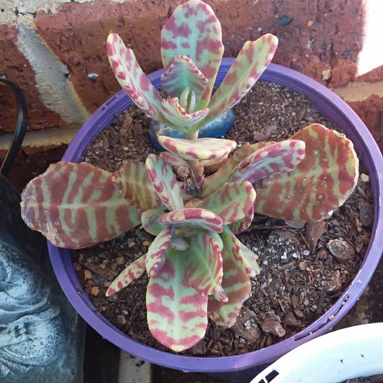 plant image 1575963