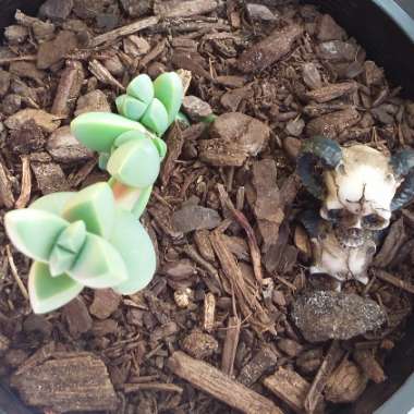 Corpuscularia taylorii