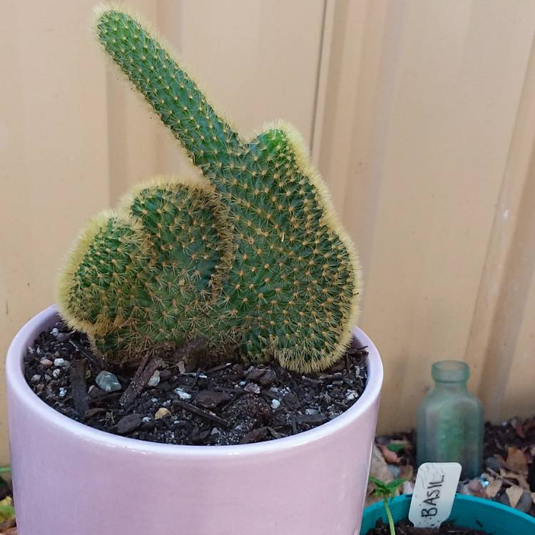 plant image 1575969 plant image 1575969