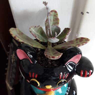 Kalanchoe Humilis