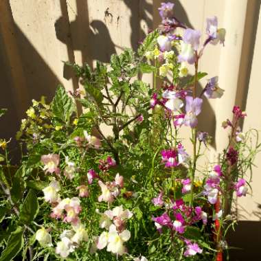 Antirrhinum